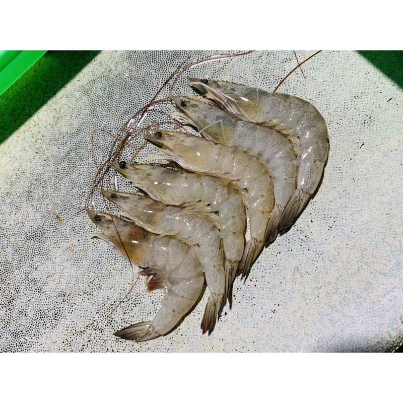 

Udang Segar ukuran sedang