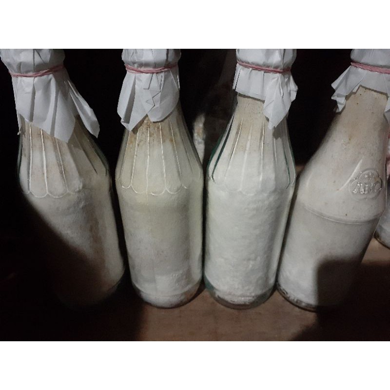 bibit jamur tiram f1