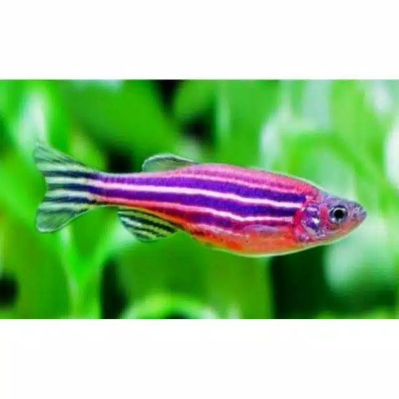 

ikan danio purple.
