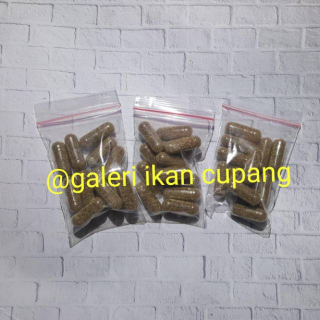 Telur Kutir / Moina Macrocopa / Telur Kutu Air