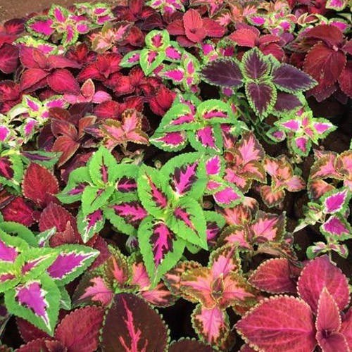 Benih-Bibit Bunga Coleus Rainbow Mix (Haira Seed)