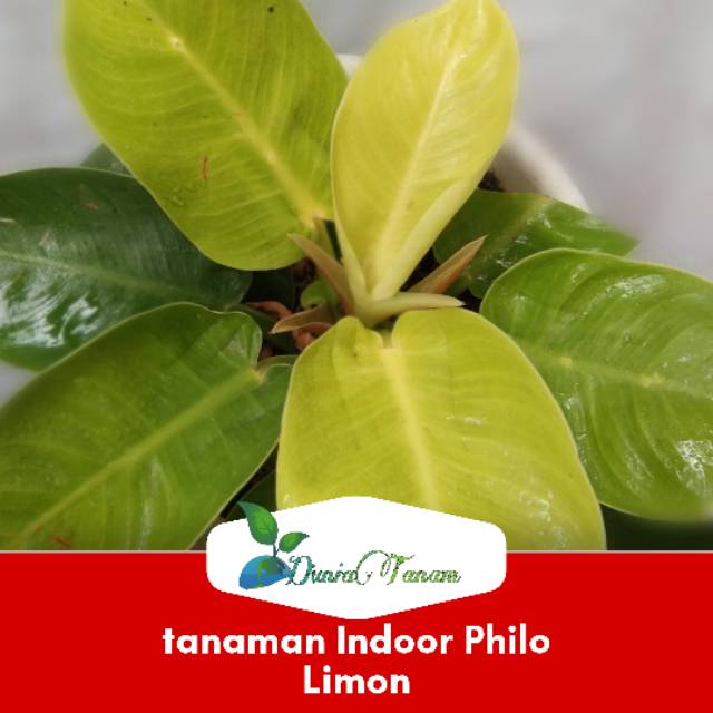 Tanaman Hias Indoor Philo Lime | bunga / benih tanaman / bibit pohon / bibit buah / bibit tanaman