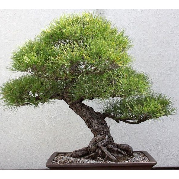 10 Benih Biji Pohon Bonsai Japanese Black Pine BISA COD