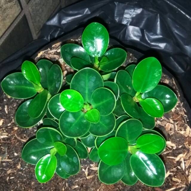 Beringin compakta mangkok