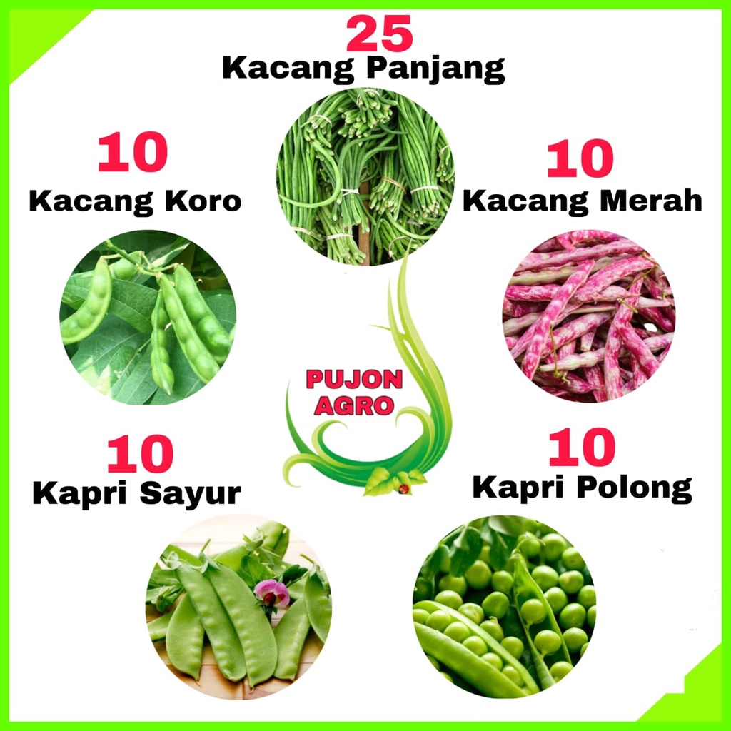 Jual Paket 5 Jenis Benih Kacang Kacangan Sayur Sayuran Jenis Kacang Koro Kacang Kapri Kacang 2208