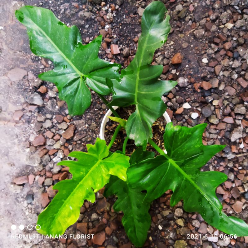 philodendron dragon varigata tanaman hias philo dragon varigata golden