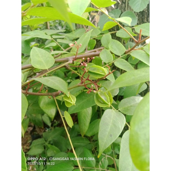 TANAMAN BUAH BELIMBING MADU SUDAH BERBUAH/BERBUNGA