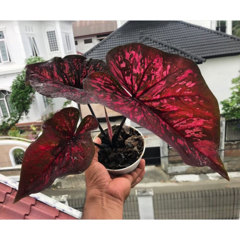 caladium antanu / ac antanu