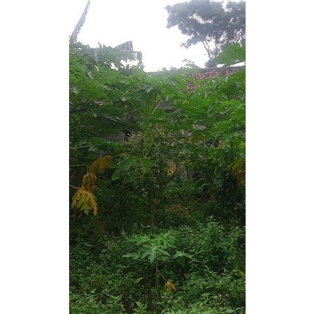 

Daun Pepaya Gantung segar 500g