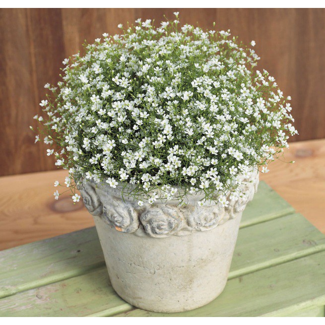 Benih Bibit Biji - Bunga Gypsophila Monarch White Flower Seeds - IMPORT