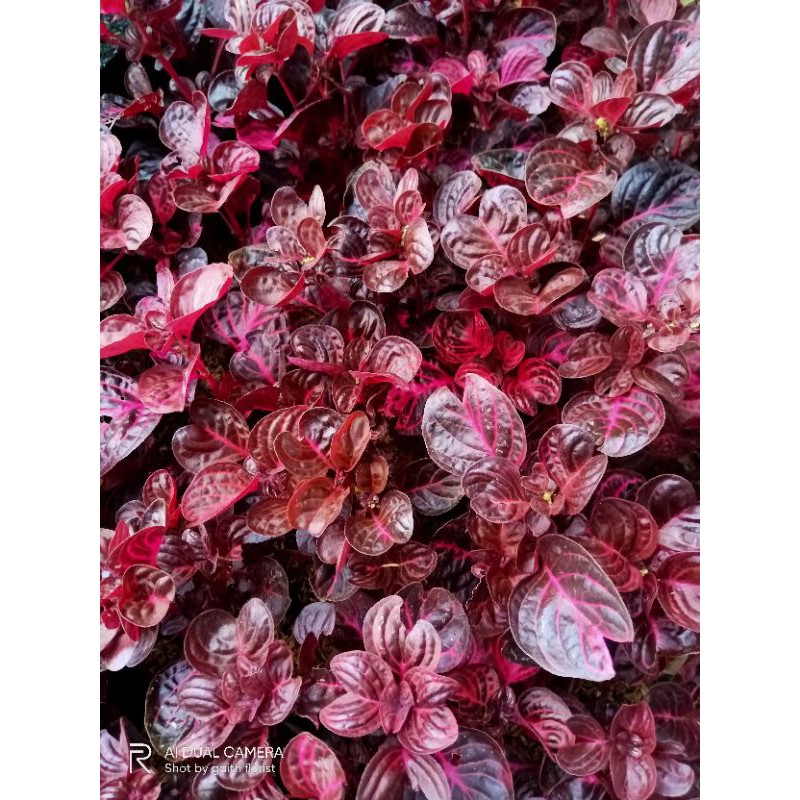 bayam merah/miana mangkok merah