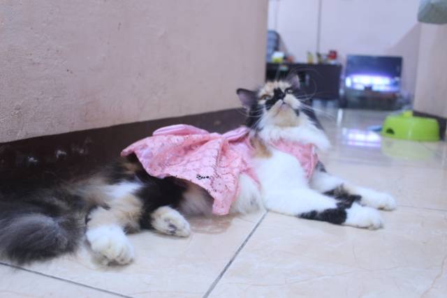 Dress renda satin pink lucu untuk kucing dan anjing / baju kucing murah size S-XL