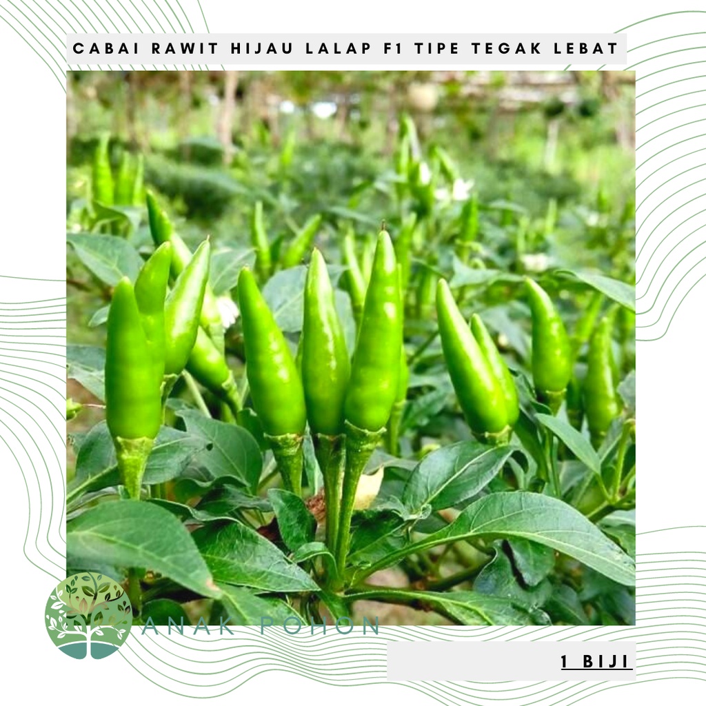 Benih Bibit Biji - Cabai Rawit Hijau Lalap Tipe Tegak Lebat Hibrida F1 Cabe Lalapan Cigitan Pepper Seeds - Panen Dalam 75 Hari
