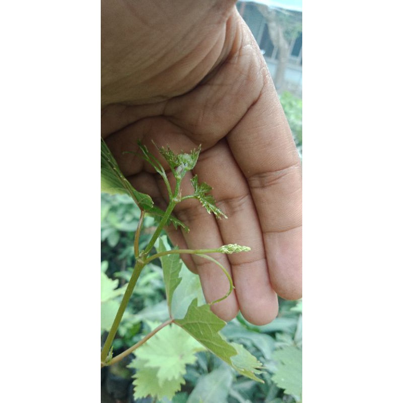Bibit Anggur Import berbunga/berbuah, bibit anggur murah, bibit anggur terbaik, bibit anggur premium
