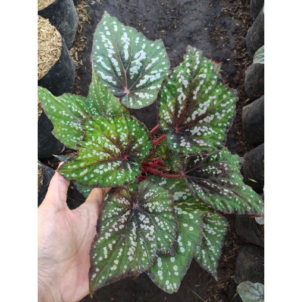 Tanaman hias begonia mutiara