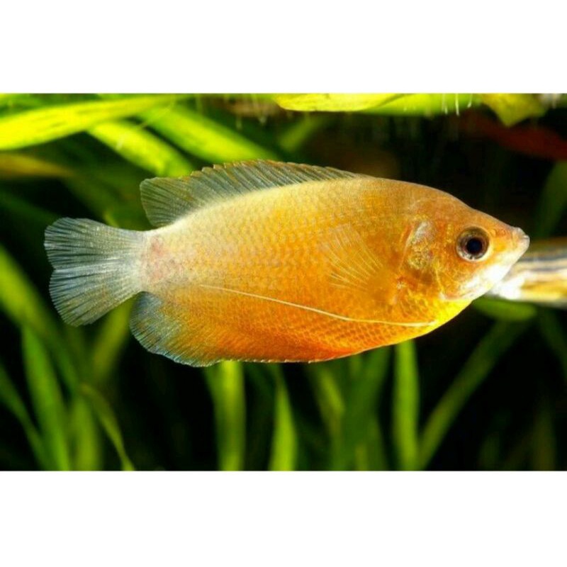 IKAN SEPAT MADU IKAN HIAS AQUARIUM GRAB ONLY