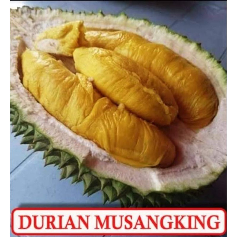 bibit durian musangking kaki 3