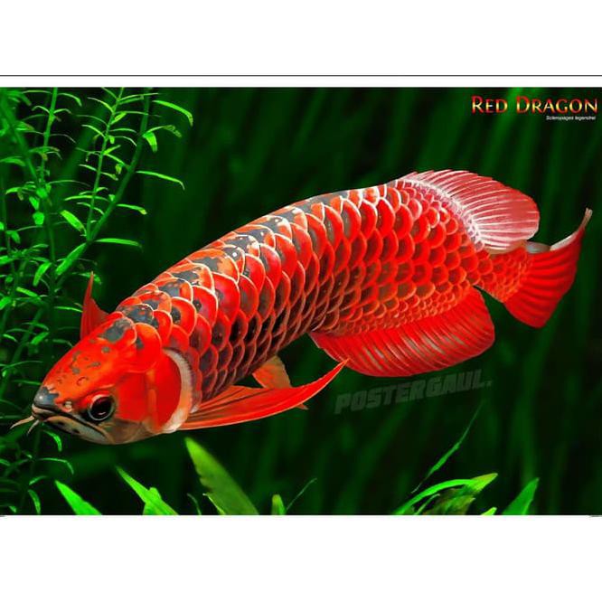 New Wallpaper Pajangan Dinding Poster Gambar Jumbo Fauna Ikan Arwana Naga Merah Msc19 Shopee Indonesia