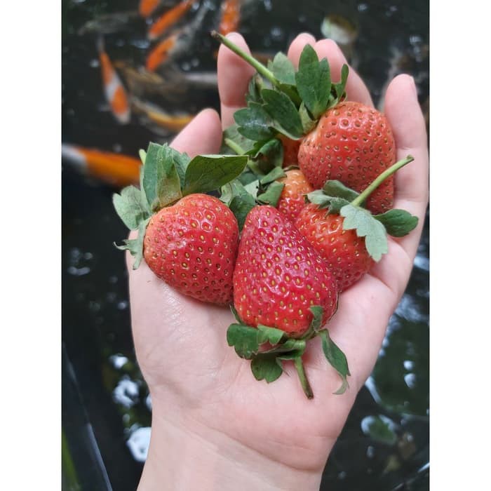 

Strawberry fresh TuttiFrutti