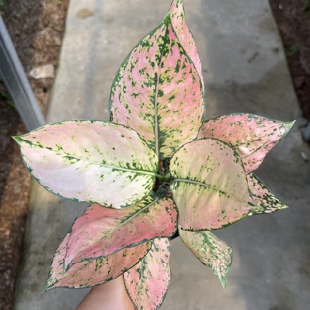 bunga aglonema komkom orange