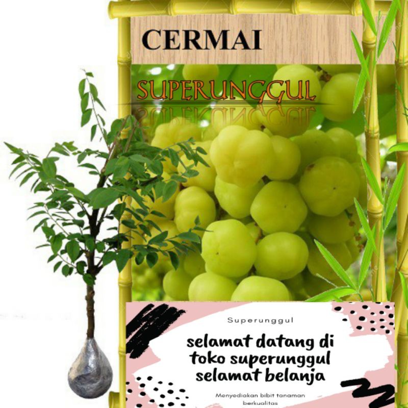 bibit cerme manis