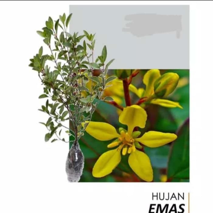 Tanaman hias hujan emas - hujan emas - tanaman emas golden shower