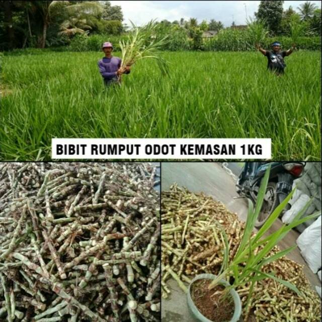 RUMPUT ODOT BIBIT RUMPUT ODOT BIBIT RUMPUT ODOT BIBIT RUMPUT ODOT KEMASAN 1KG BIBIT RUMPUT