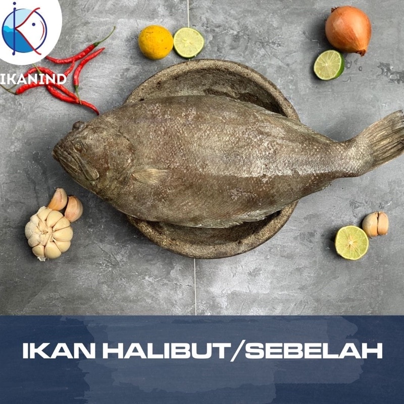 

Ikan Sebelah atau Halibut