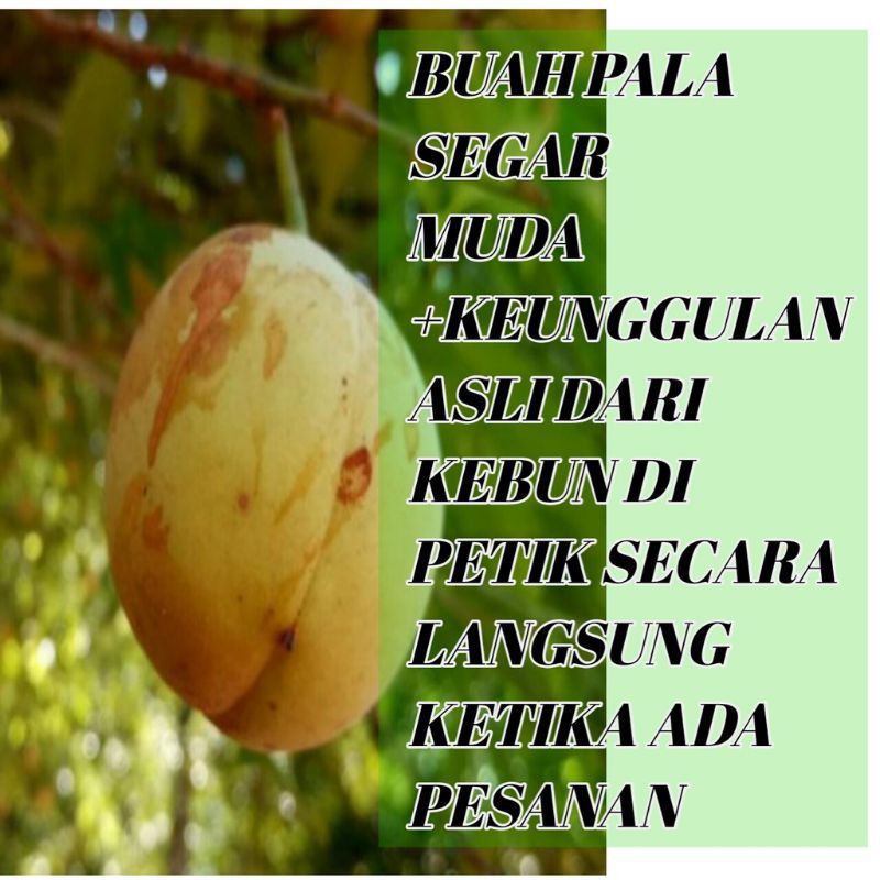 

Buah pala muda tua segar 1 kg