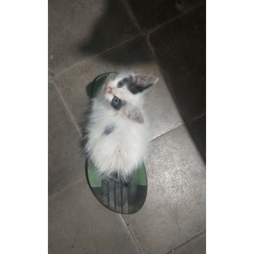 Kitten anak kucing kecil bogor ras mix dome mixdome bulu kapas