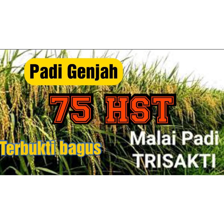 

Benih Padi Super Genjah Trisakti