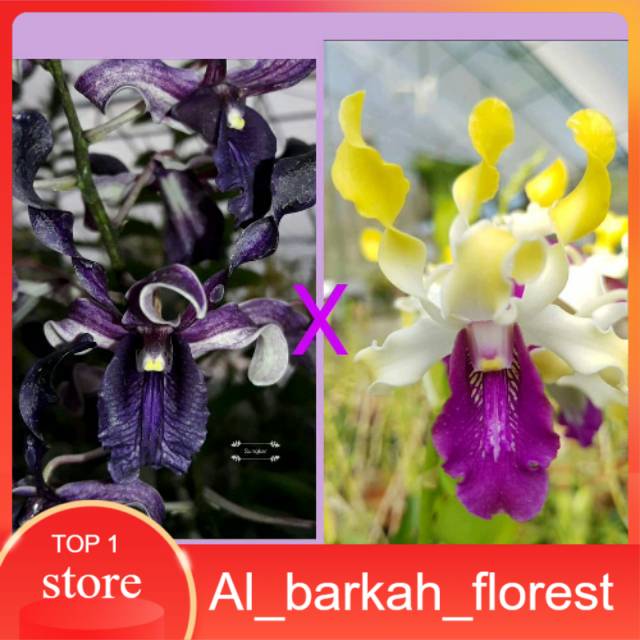 Anggrek Dendrobium  remaja melintir