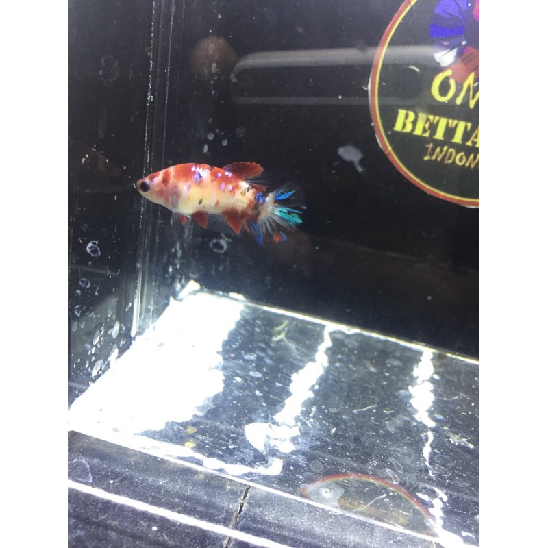 Female Koi Galaxy