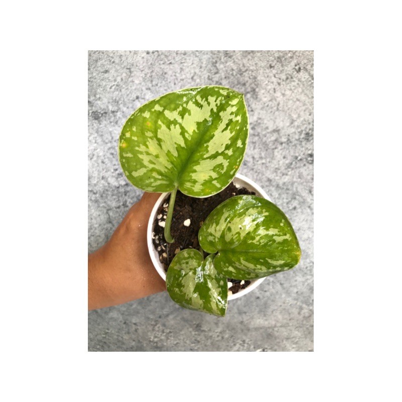 Scindapsus Argyraeus