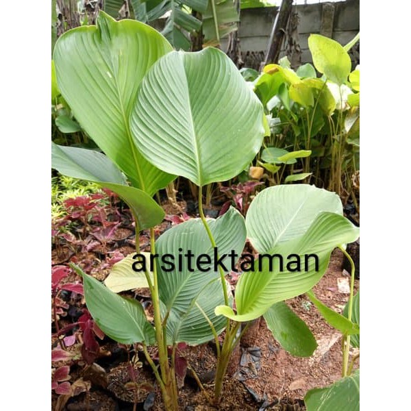 PROMO tanaman calathea lutea - pisang pisangan calathea - pohon