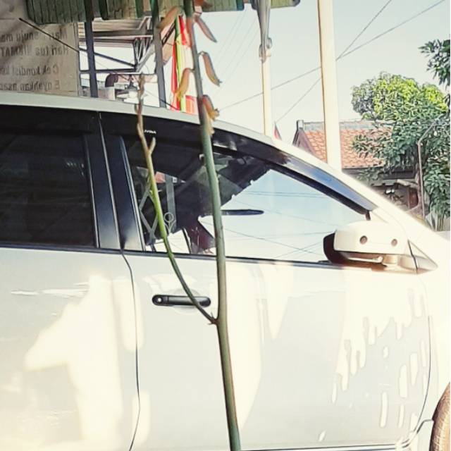 Bunga lidah buaya