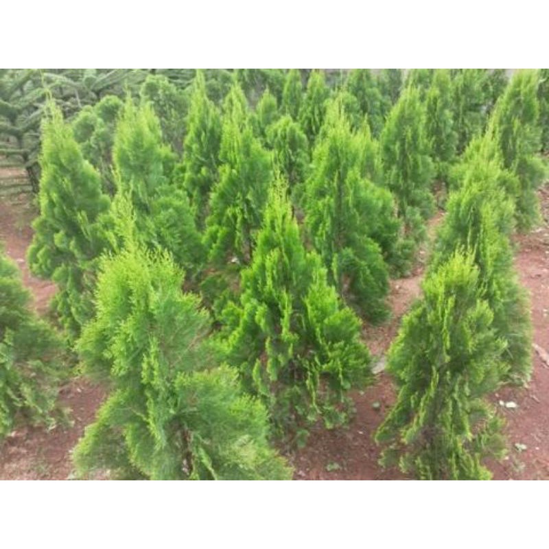 Pohon Cemara Kipas - Tanaman Cemara Kipas 1,5meter