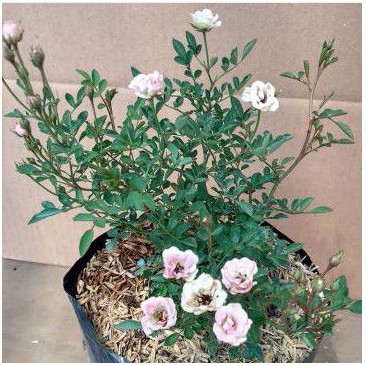 Tanaman Baby Rose