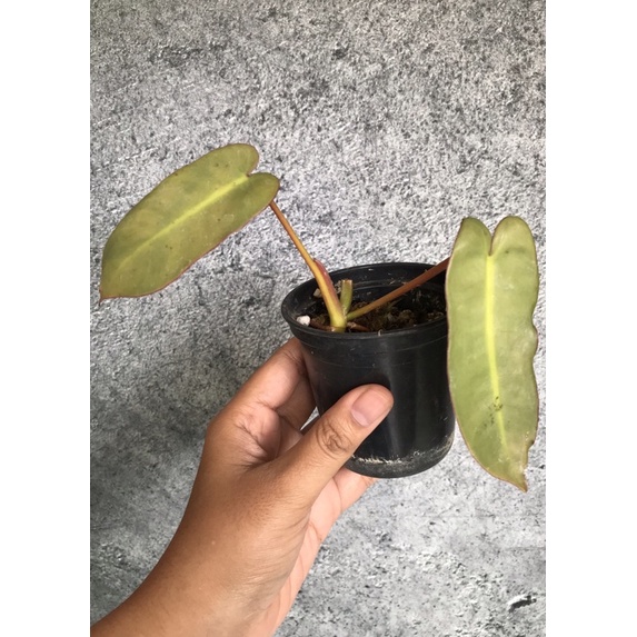 Philodendron atabapoense