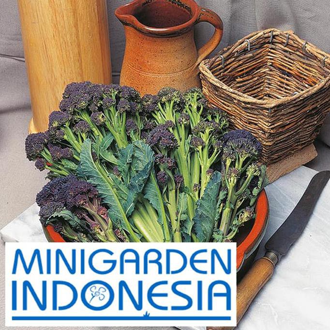Dapatkan Benih Bibit Hidroponik Brokoli (Sprouting) Red Arrow F1 Fothergills