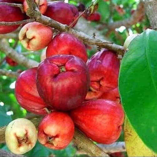 bibit jambu jamaika jumbo