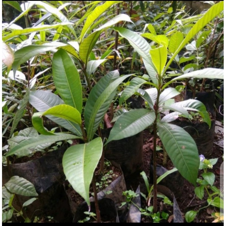 Bibit pohon buah kemang/Tanaman buah kemang