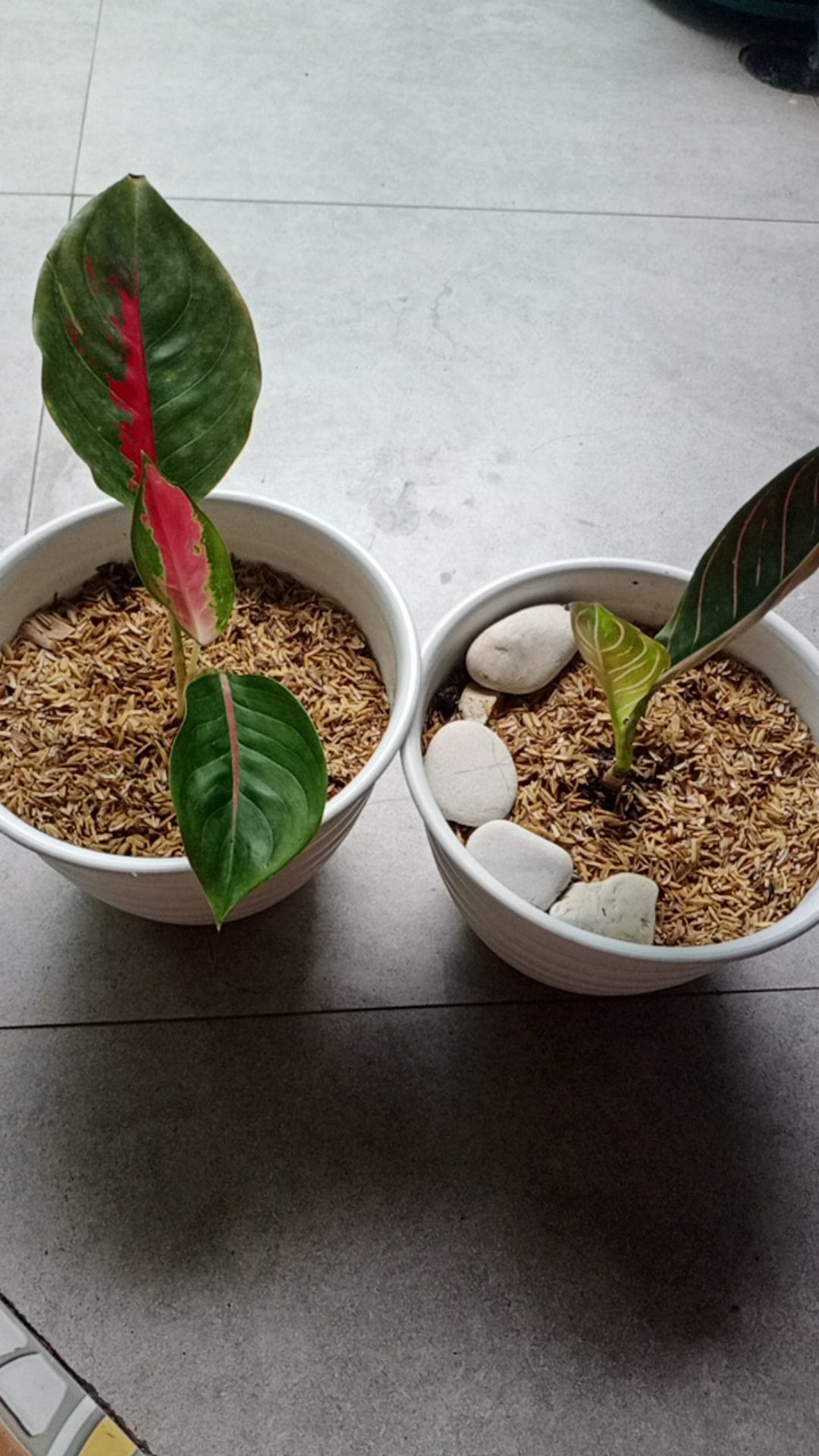 Aglonema Beby Suksom