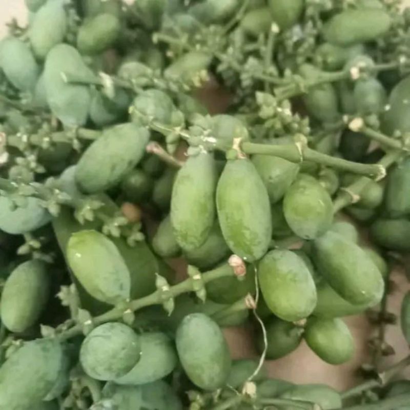 

melinjo ijoan atau muda 10/500g