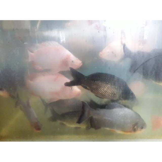 

TERBATASSS!!! Ikan Mas segar / harga 1/2 KG