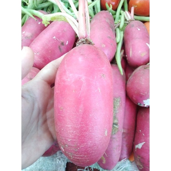 

sayur lobak merah - 1000gram