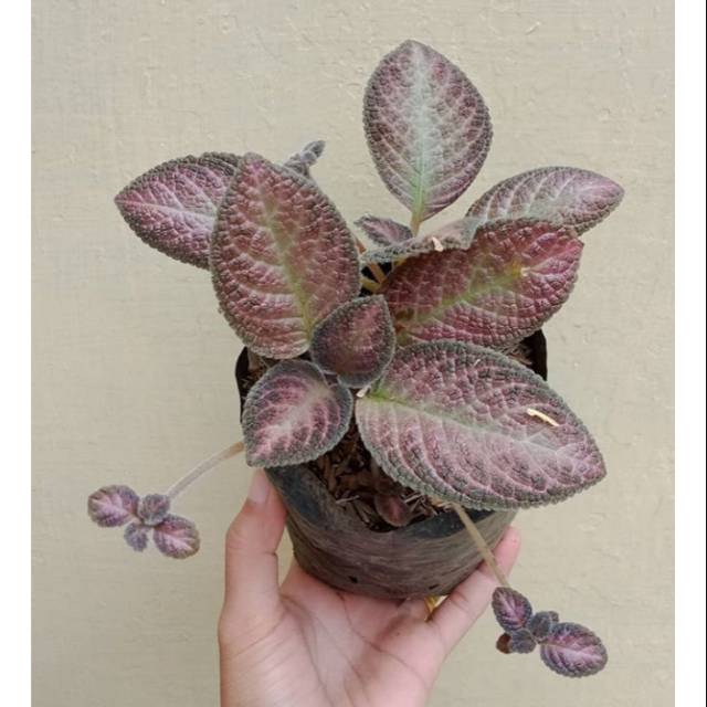 Tanaman episcia merah / episcia merah / tanaman gantung episcia