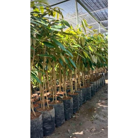 Bibit durian musangking kaki3 okulasi