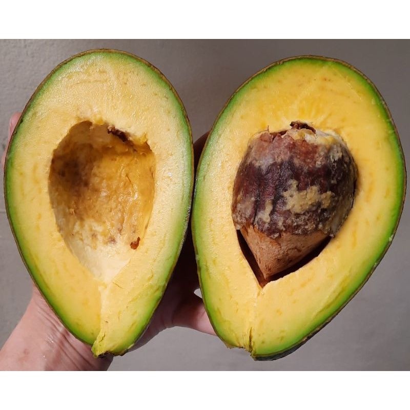 Alpukat Mentega Super Istimewa Premium 1 Kg / Buah Segar / Sayuran Segar / Avocado Fruit / Buah