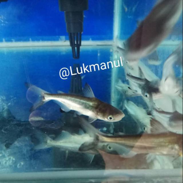 540+ Ikan Hiu Air Tawar Aquarium Gratis